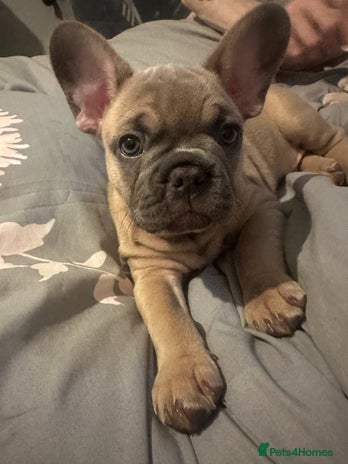 French Bulldog dogs Last boy ready to home KC FRENCH BULLDOG - Advert 7