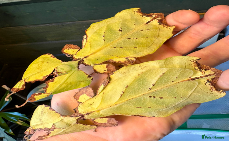 Stick Insects invertebrates Leaf and stick insects for sale - Advert 11