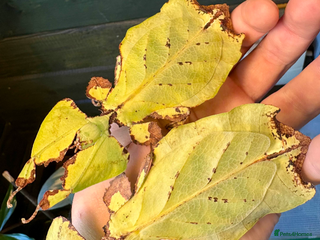 Stick Insects invertebrates Leaf and stick insects for sale - Advert 1