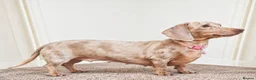 Miniature Dachshund dogs for sale: TIA ISABELLA DAPPLE LOOKING FOR A NEW HOME  - Advert 1