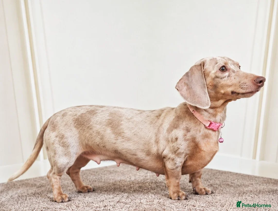 Miniature Dachshund dogs for sale: TIA ISABELLA DAPPLE LOOKING FOR A NEW HOME  - Advert 1