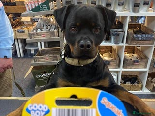 Rottweiler dogs German champion bloodline Pedigree - Advert 2