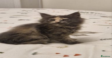 Maine Coon cats - Advert 11