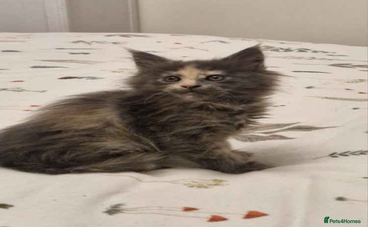 Maine Coon cats - Advert 5