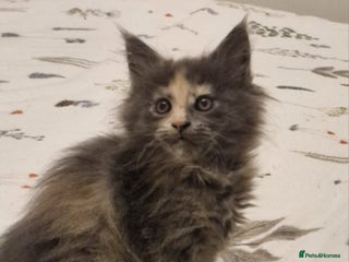 Maine Coon cats - Advert 20