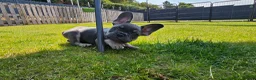 French Bulldog dogs for sale: 4 boys and 1 girl left. KC French Bulldog Puppies - Advert 24