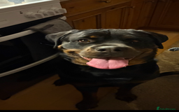 Rottweiler dogs for sale: Phoenix - female rottweiler  - Image 2
