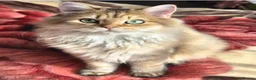 British Longhair cats for sale:  Tica registered BLH/BSH golden shaded  kittens  - Advert 12