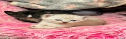 Sphynx cats for sale: Stunning litter of Sphynx kittens (hairless & fur) - Advert 25