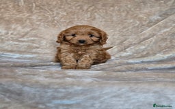 Cavapoo dogs for sale: Gorgeous Fox Red Cavapoo health tested parents  - Image 13