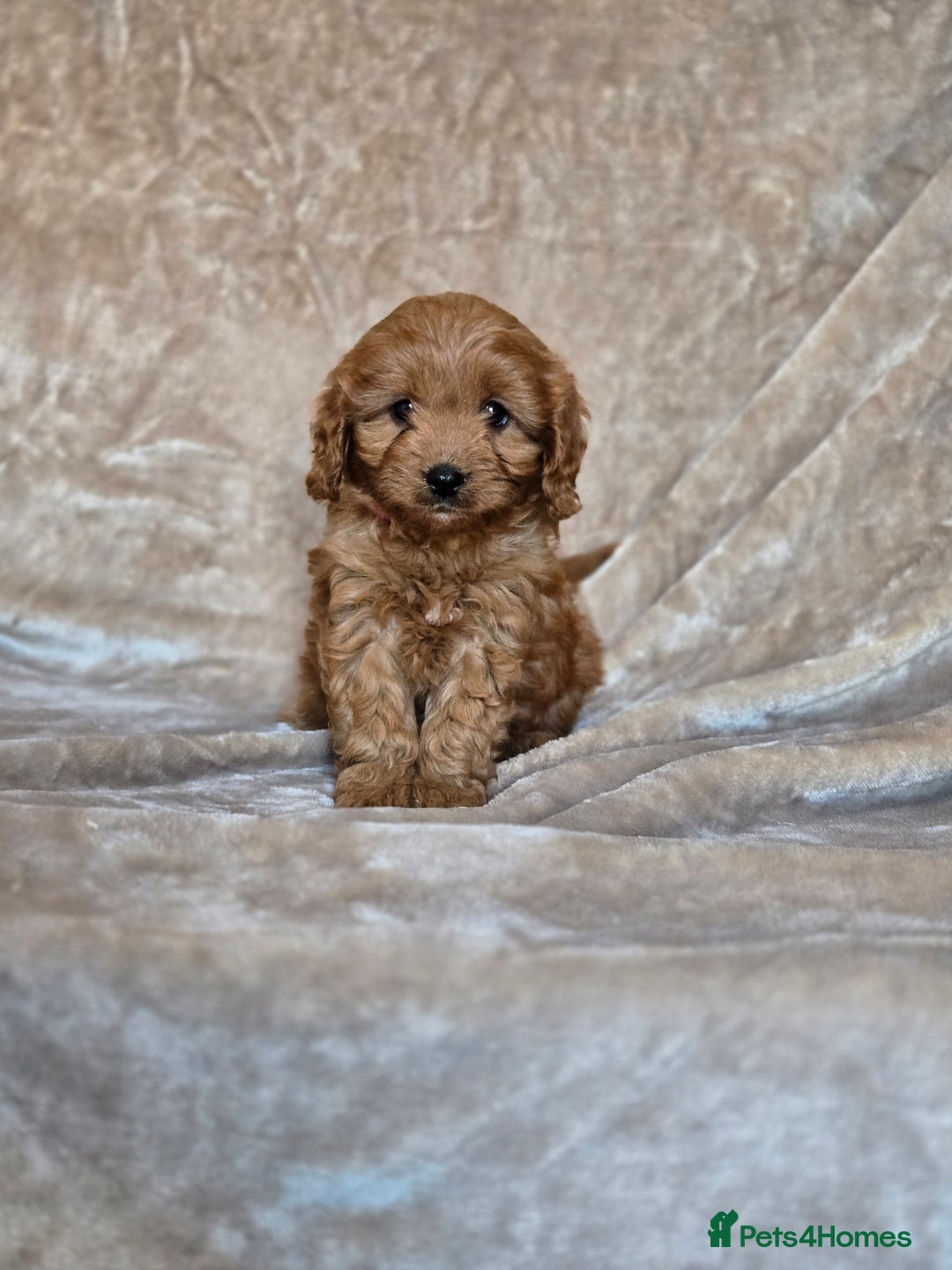 Cavapoo dogs for sale: Gorgeous Fox Red Cavapoo health tested parents  - Image 13