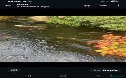 Koi Carp fish for sale: Koi carp and couple of goldfish job lot. - Image 3