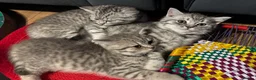 British Shorthair cats for sale: *Ready to leave 2 weeks* GCCF BSH silver tipped  - Advert 1