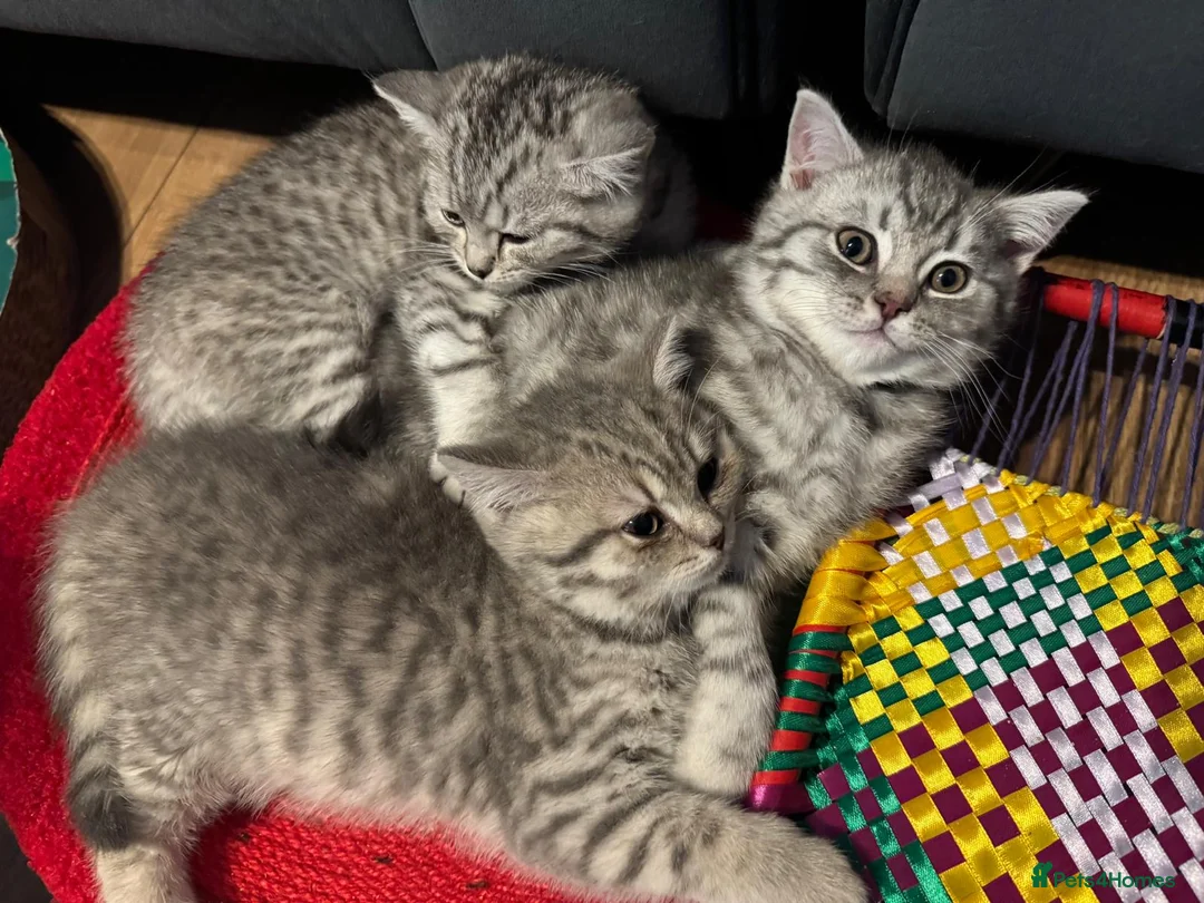 British Shorthair cats for sale: *Ready to leave 2 weeks* GCCF BSH silver tipped  - Advert 1