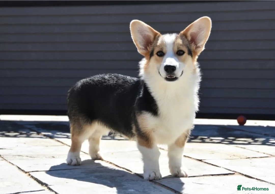 Welsh Corgi Pembroke dogs for sale: Beautiful Tri Colour Boy.   - Advert 2