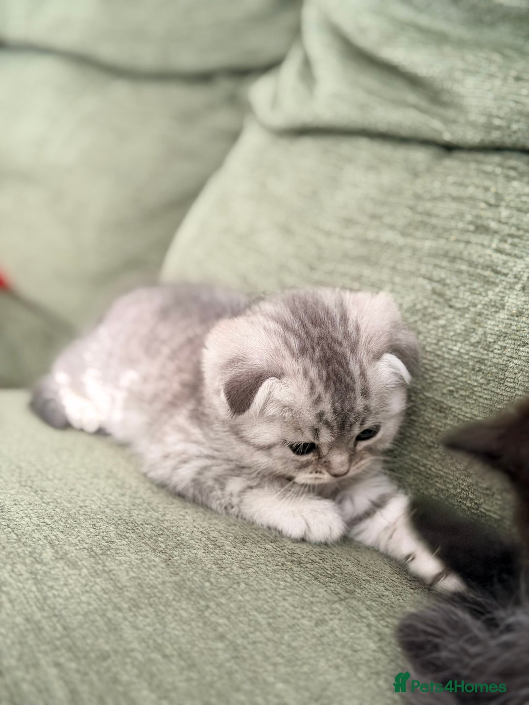 Scottish Fold cats for sale: Scottish fold kittens for sale! - Advert 5