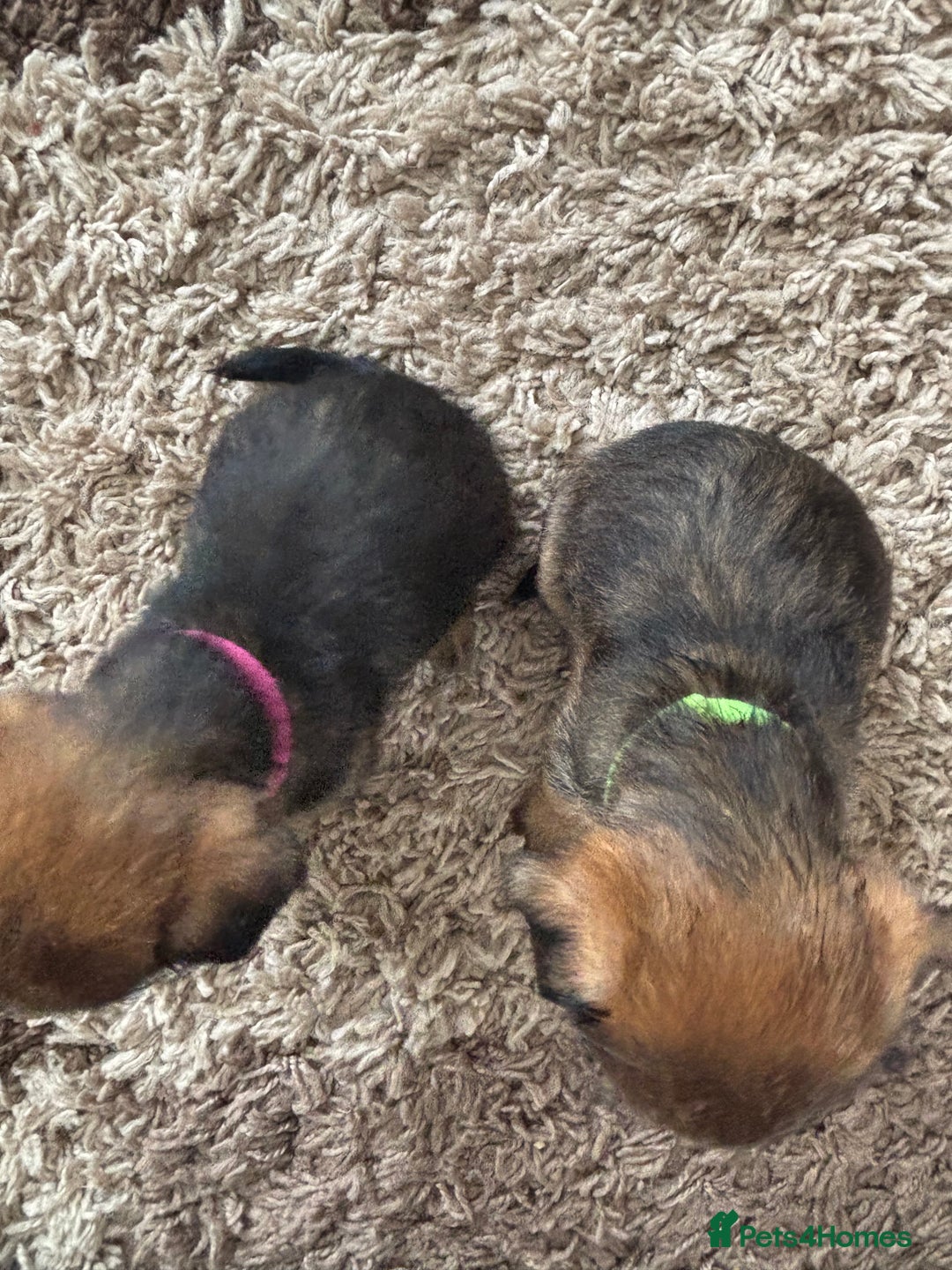 Border Terrier dogs for sale: Border terrier pups - Image 22