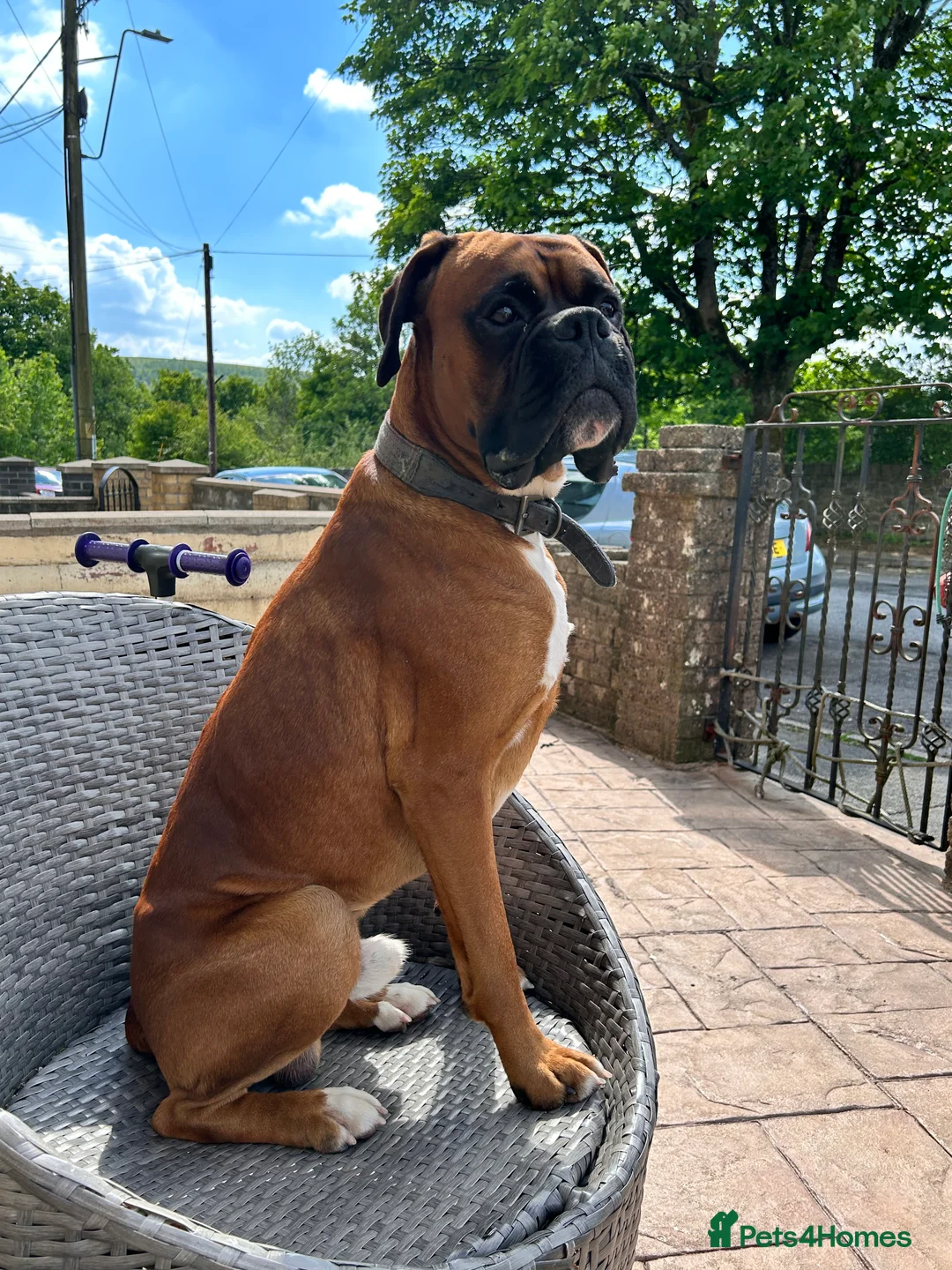 Boxer dogs for stud: Proven Handsome KC reg boxer-Heart score 0 in Tredegar - Advert 2
