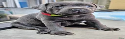 Staffordshire Bull Terrier dogs for sale: Beautiful KC Blue Staffordshire Bull Terrier Pups - Advert 7