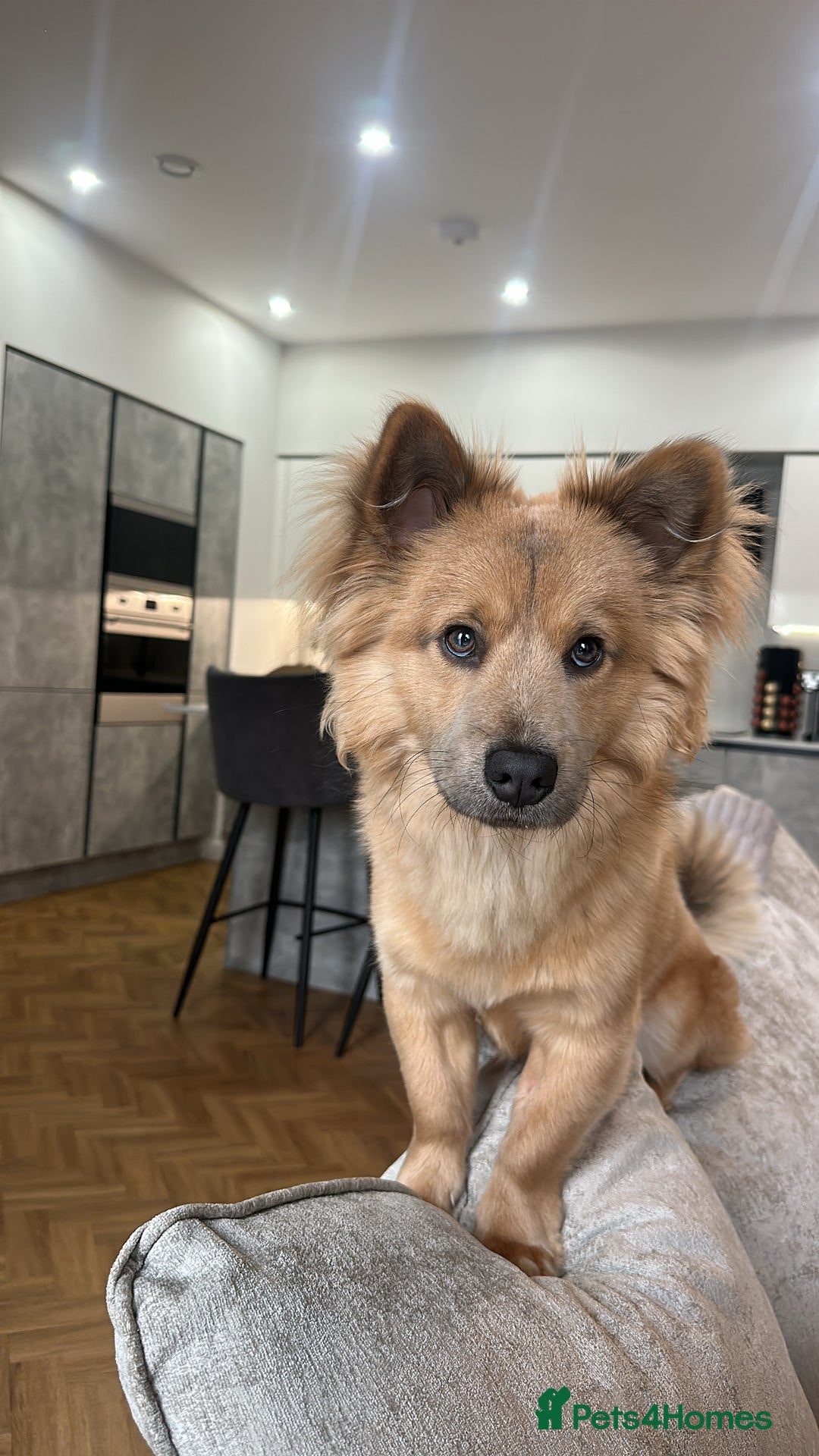 Mixed Breed dogs for stud: Chow Chow x dachshund stud  - Image 6
