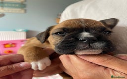 Boxer dogs for sale: Full pedigree boxer puppies  - Image 10