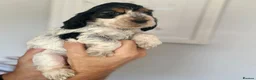 Cocker Spaniel dogs for sale: Cocker Spaniel Show Type - Advert 24
