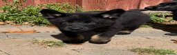 German Shepherd dogs for sale: KC Reg Stunning Working Line German Shepherd Pups - Advert 10