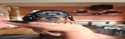 Dachshund dogs for sale: Beautiful Dachshund Puppies Ready for Loving Homes - Advert 14