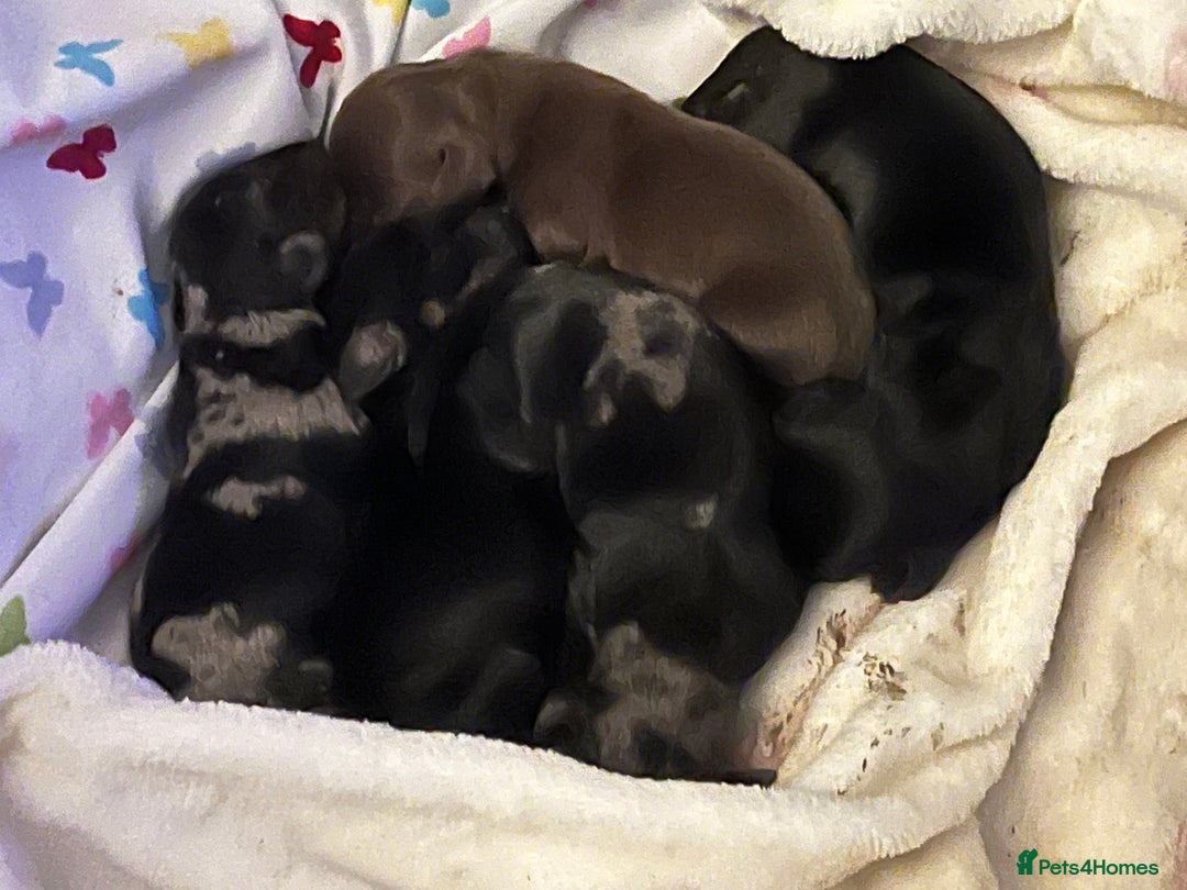 Dachshund dogs for sale: Miniature Dachshund Pups  - Advert 2