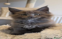 Maine Coon cats for sale: Maine coon pedigree kittens  - Image 16