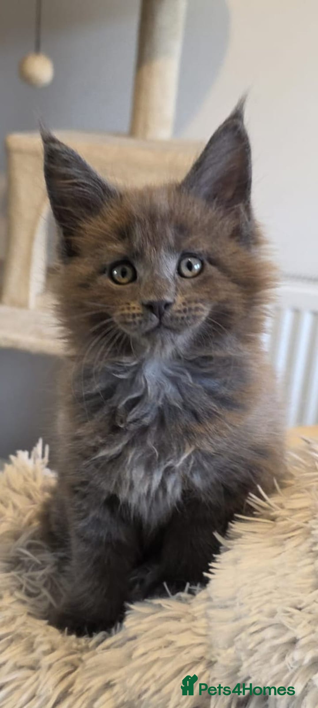 Maine Coon cats for sale: Maine coon pedigree kittens  - Image 16