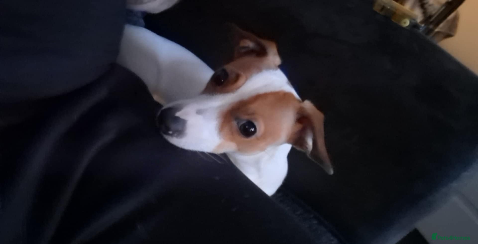 Jack Russell dogs Jack russel for sale - Advert 3