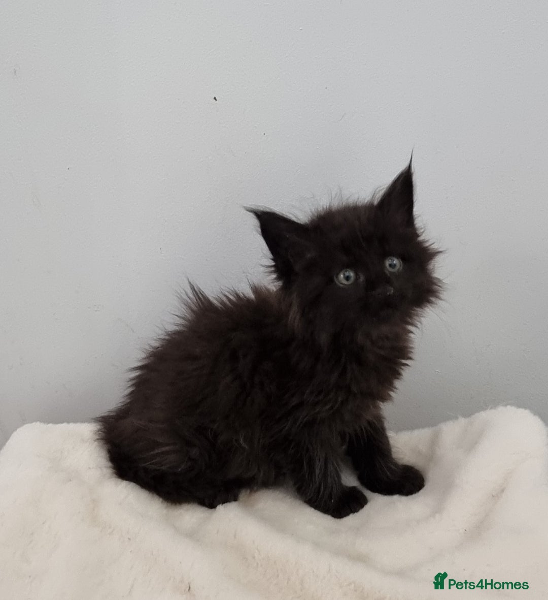 Maine Coon cats for sale: Pedigree Maine Coon Kittens GCCF REGISTERED  - Advert 19