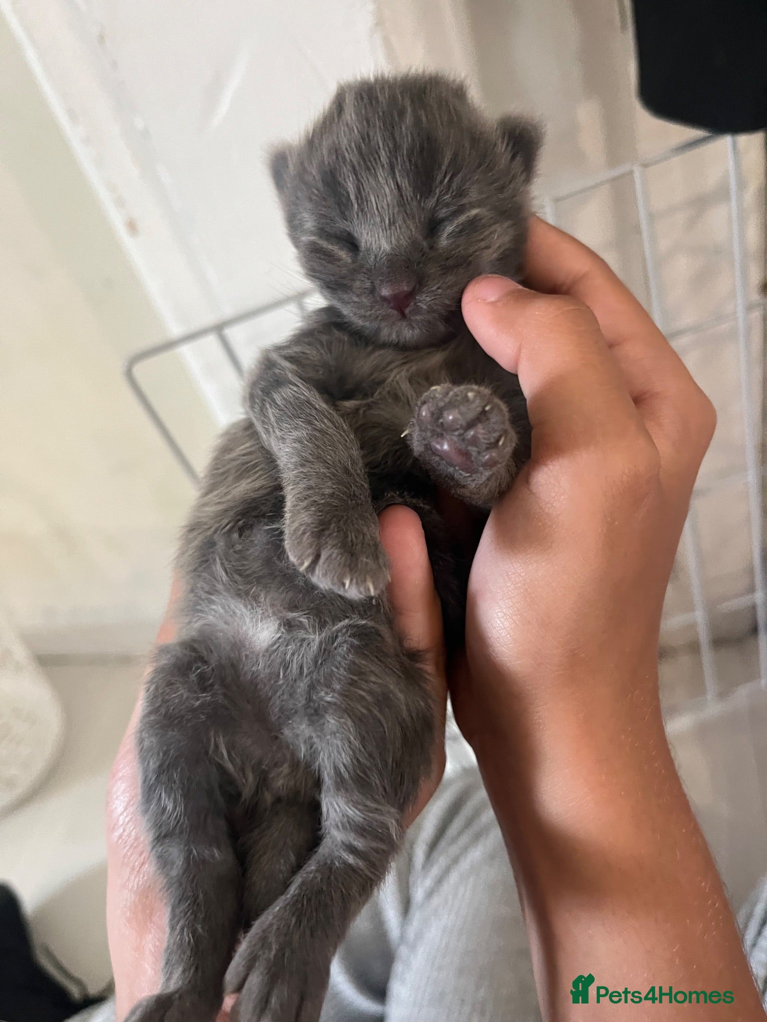 Mixed Breed cats Beautiful Bengal X kittens  - Advert 17