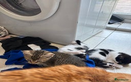 British Shorthair cats for sale: Kittens  - Image 2