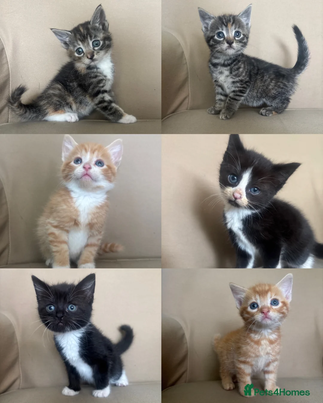 Mixed Breed cats for sale: 6 beautiful kittens  - Advert 2