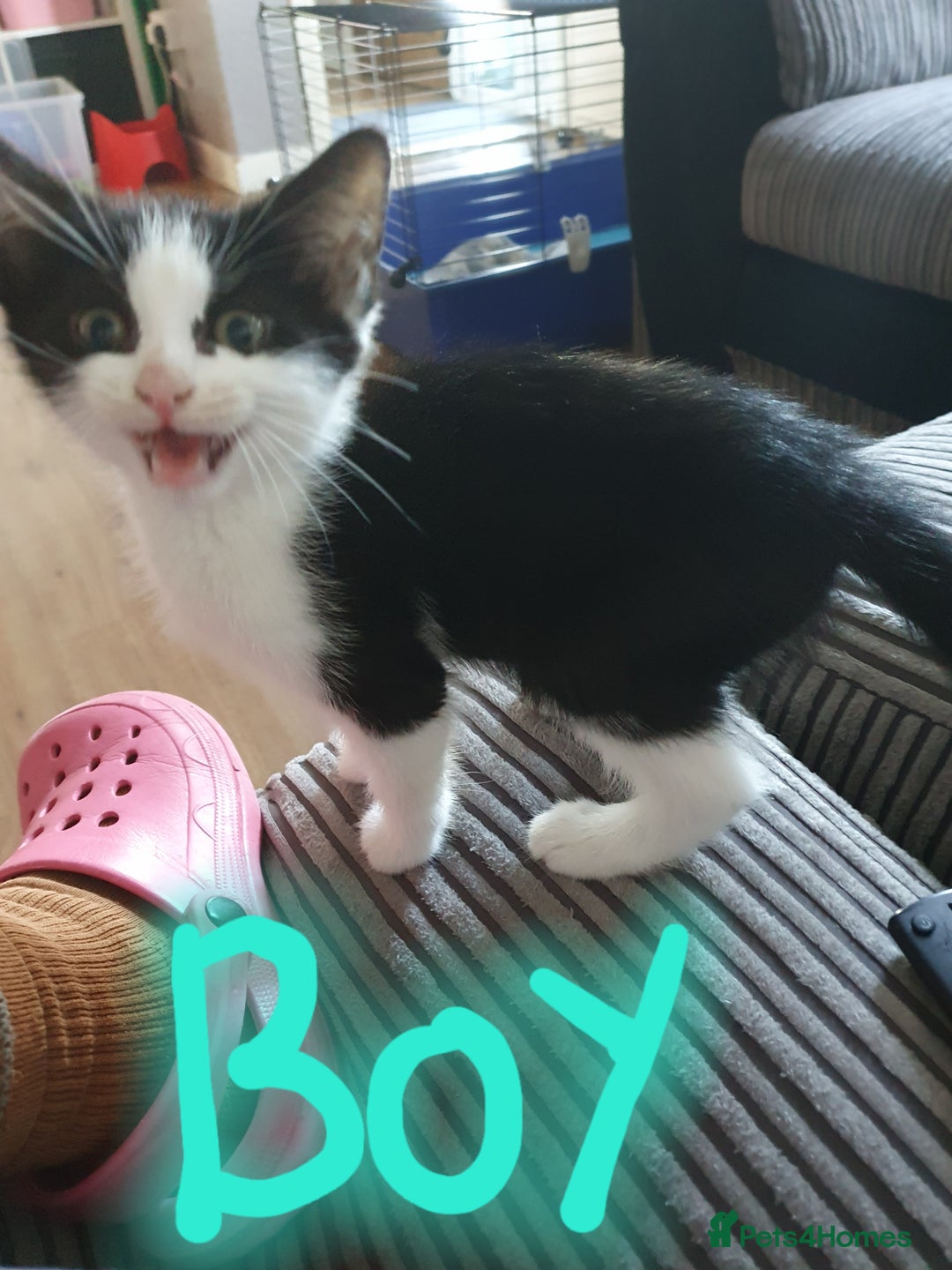 Mixed Breed cats for sale: Kittens  - Image 6
