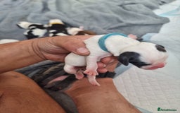 Mixed Breed dogs for sale: Cockerbull - Image 13