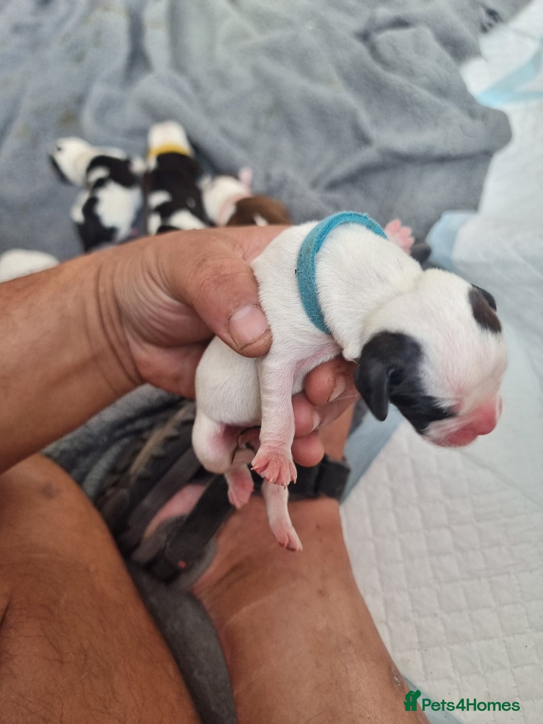 Mixed Breed dogs for sale: Cockerbull - Image 13