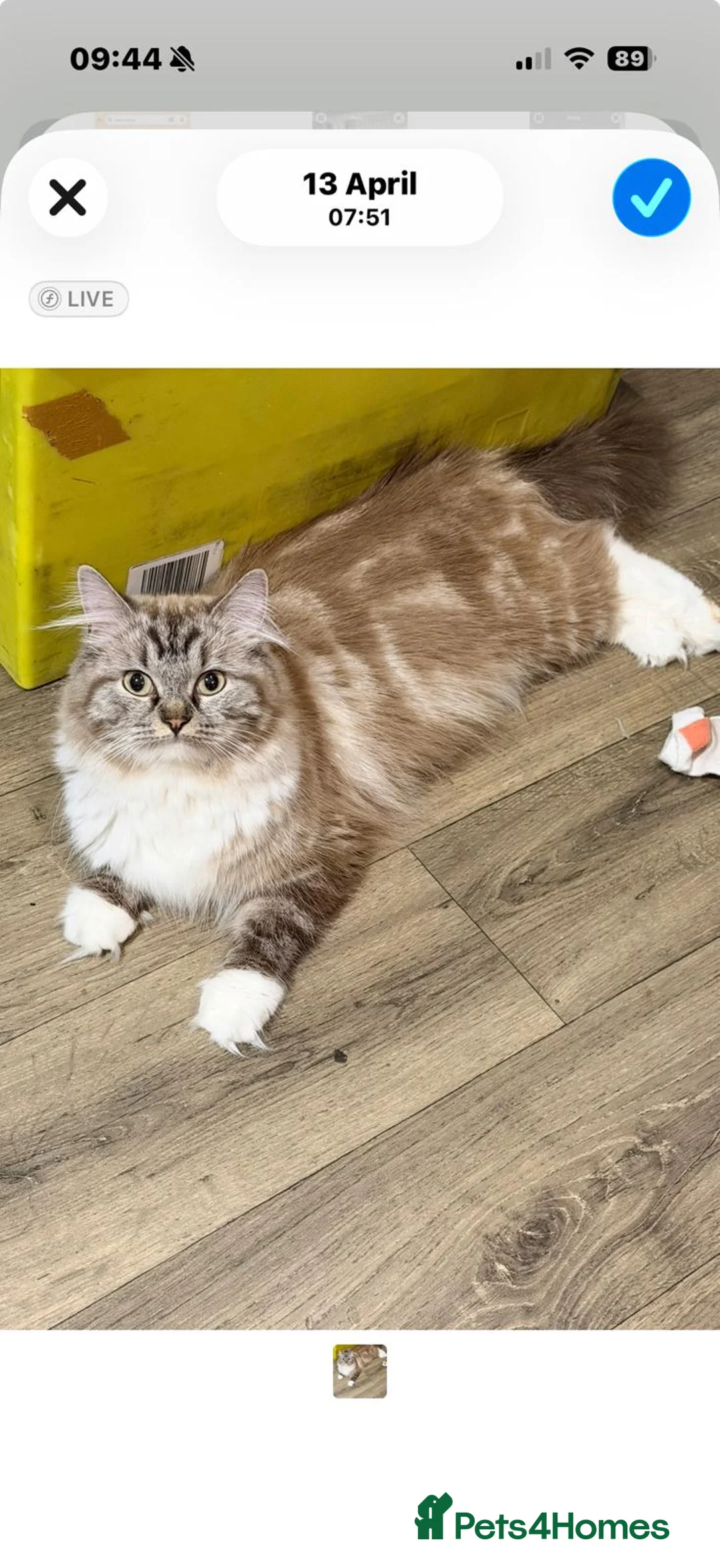 Ragdoll cats for sale:  Chunky tica reg Chocolate mink ragdoll ready now  - Advert 2