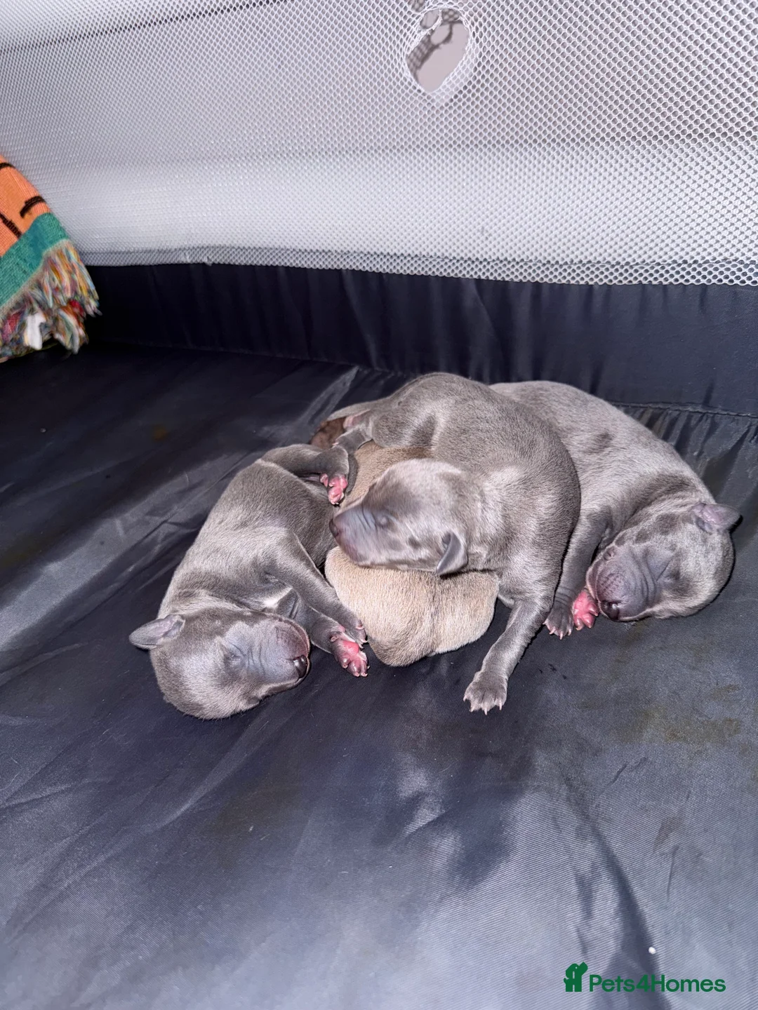 Whippet dogs for sale: Beautiful KC registered whippet pups - Advert 14