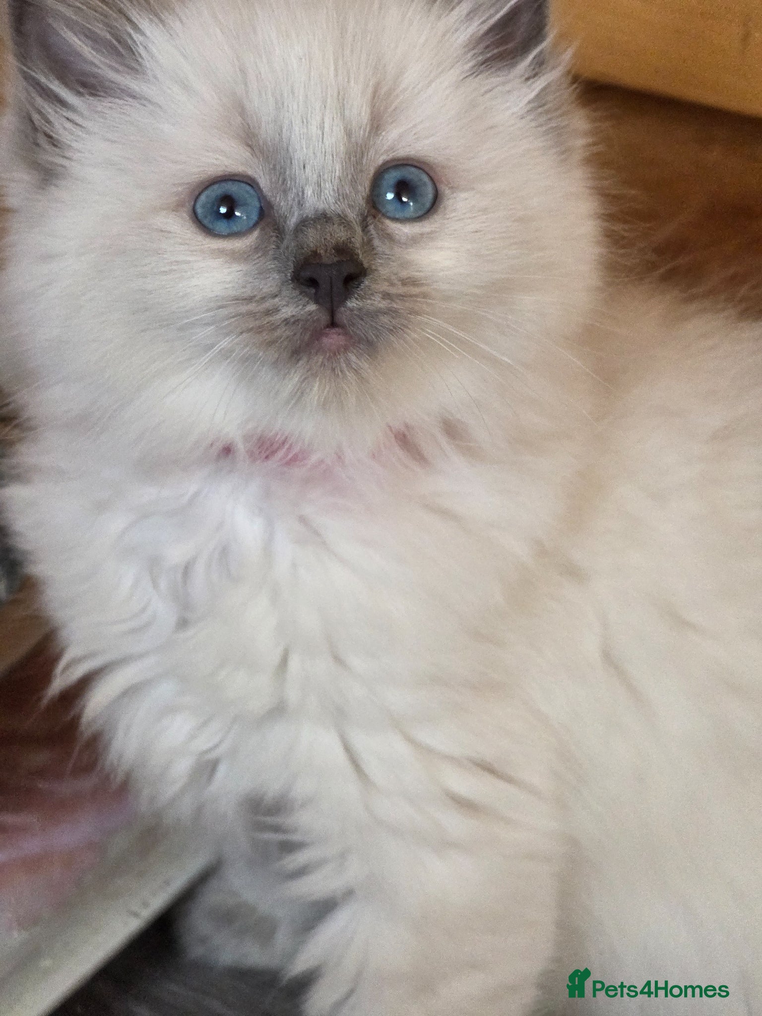 Ragdoll cats Ragdoll kittens - Advert 1