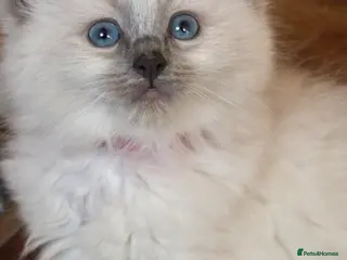 Ragdoll cats Ragdoll kittens - Advert 1