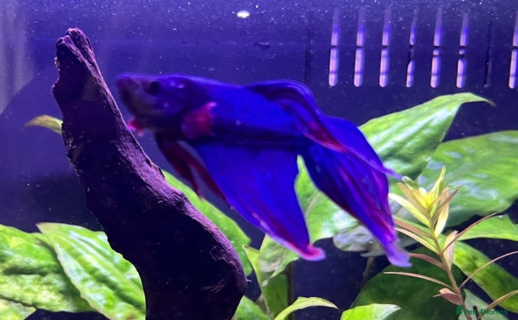 Bettas fish - Advert 1