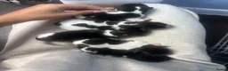 Jack Russell dogs for sale: Miniature Jack Russells  in Southampton - Advert 2