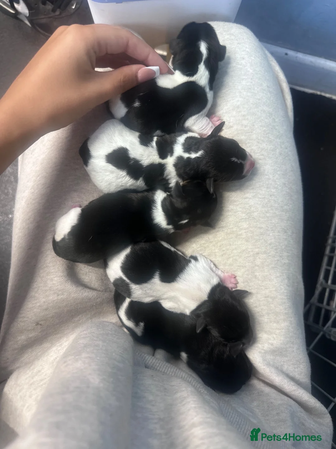Jack Russell dogs for sale: Miniature Jack Russells  in Southampton - Advert 2