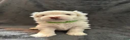 Bichon Frise dogs for sale: Adorable Bichon Frise Puppies - Advert 23