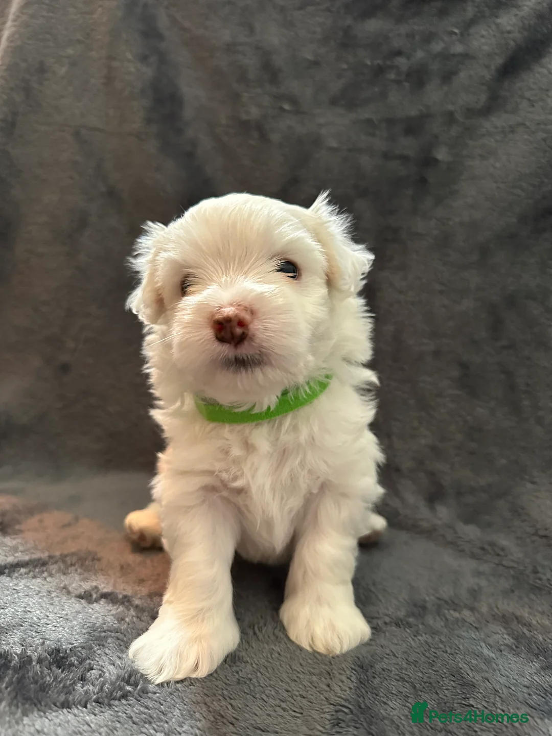 Bichon Frise dogs for sale: Adorable Bichon Frise Puppies - Advert 23