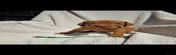 Hungarian Vizsla dogs for sale: Part Trained Daisy’s 2nd litter Hungarian vizsla - Advert 8