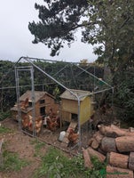 Chickens poultry - Advert 13